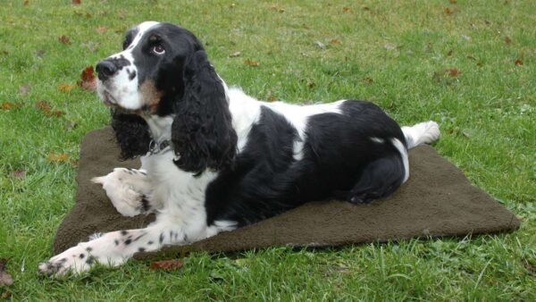 Shooterking SHOOTERKING Hunde-Thermobett 70x100 cm – Bild 4