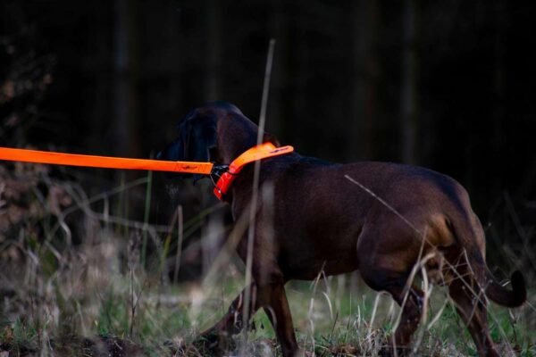 Avery Sporting Dog Hundeleine Trainingsleine orange – Bild 2