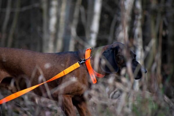Avery Sporting Dog Hundeleine Trainingsleine orange – Bild 3