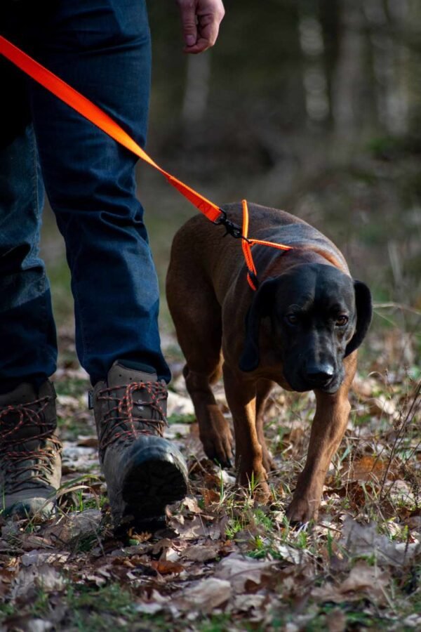 Avery Sporting Dog Hundeleine Trainingsleine orange – Bild 5