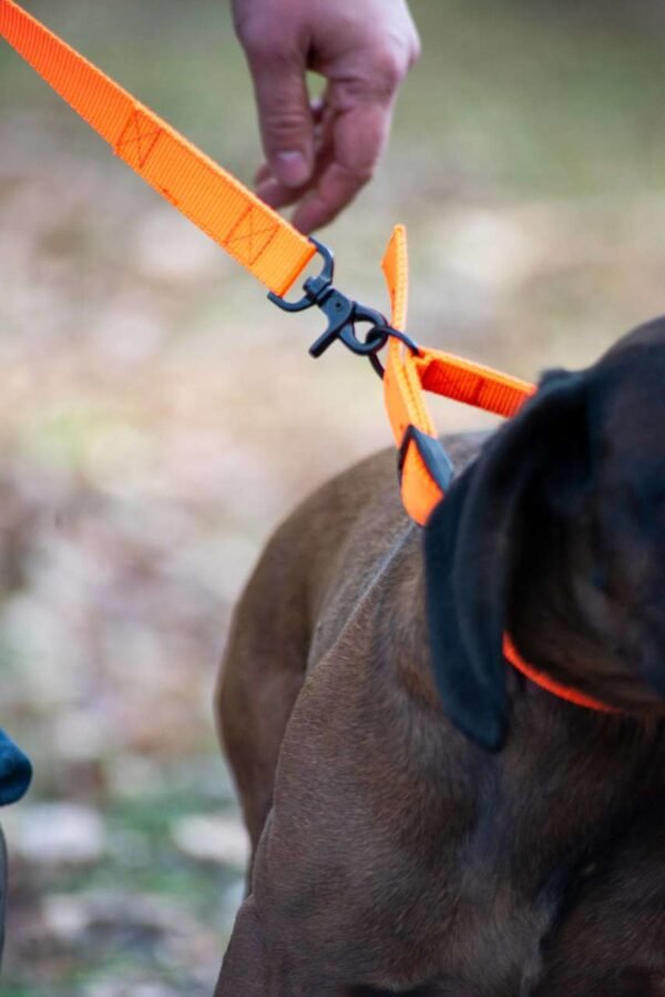Avery Sporting Dog Hundeleine Trainingsleine orange – Bild 6