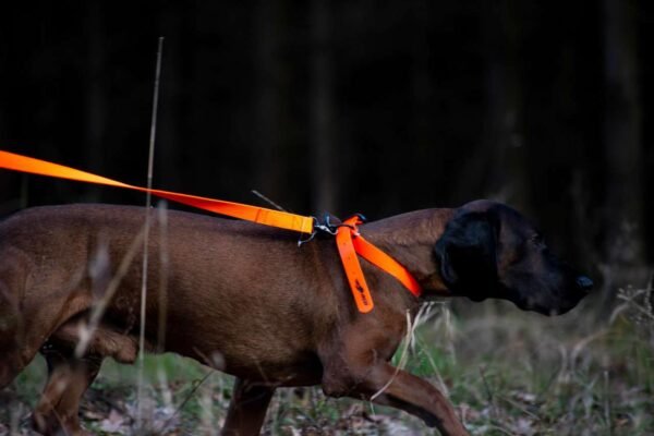 Avery Sporting Dog Hundeleine Trainingsleine orange – Bild 9