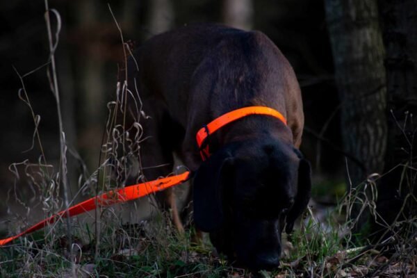 Avery Sporting Dog Hundeleine Trainingsleine orange – Bild 10