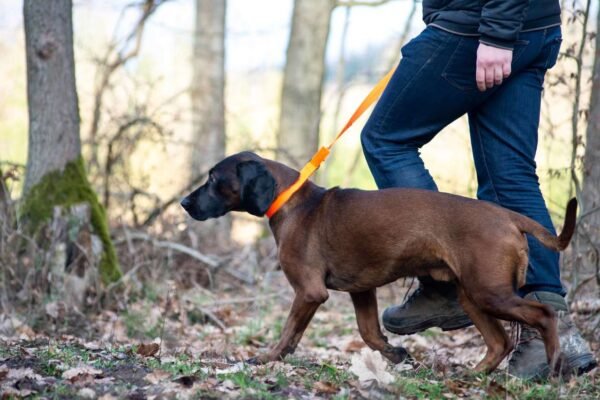 Avery Sporting Dog Hundeleine Trainingsleine orange – Bild 11