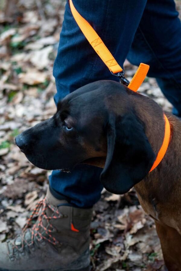 Avery Sporting Dog Hundeleine Trainingsleine orange – Bild 12