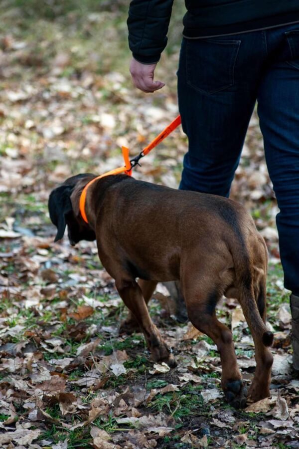 Avery Sporting Dog Hundeleine Trainingsleine orange – Bild 13