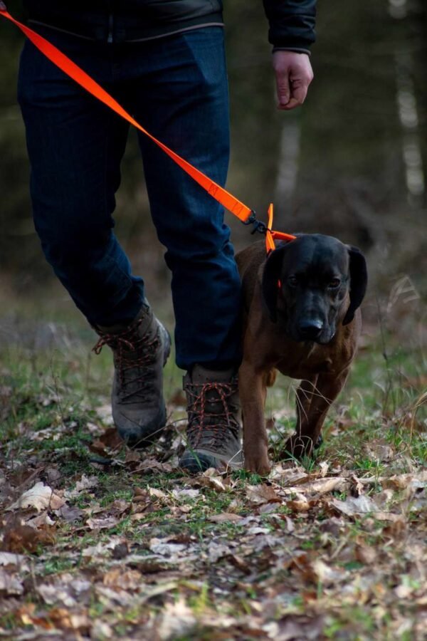 Avery Sporting Dog Hundeleine Trainingsleine orange – Bild 14