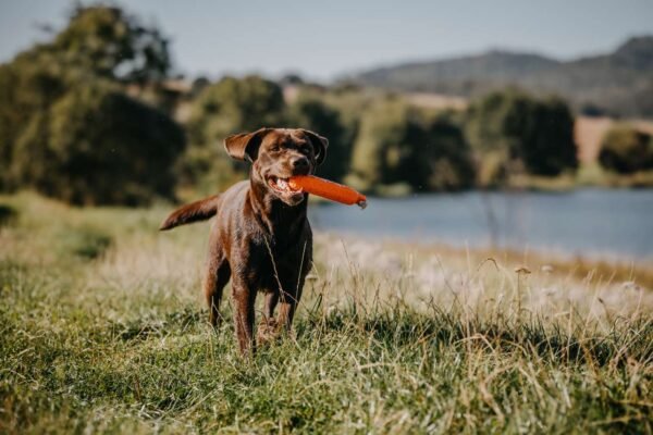 Eurohunt Hundetrainer HP&G Apportierdummy Bumper 200 – Bild 4