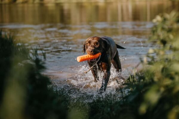 Eurohunt Hundetrainer HP&G Apportierdummy Bumper 200 – Bild 8