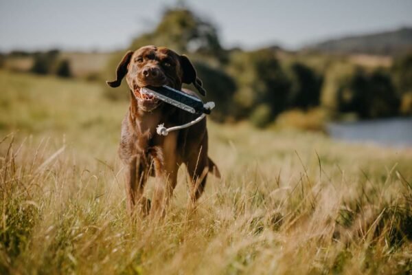 Eurohunt Hundetrainer HP&G Apportierdummy Bumper 200 – Bild 5