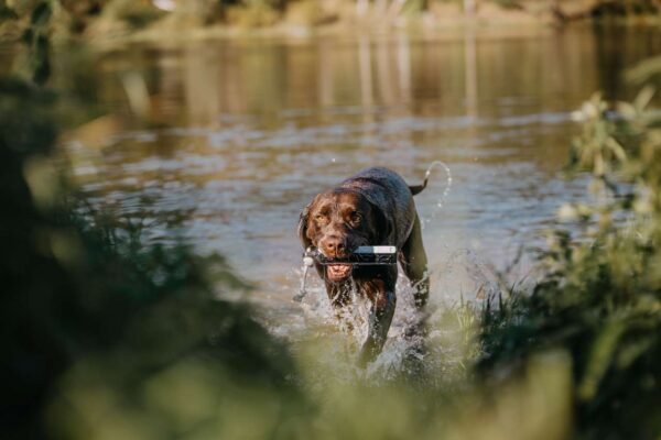 Eurohunt Hundetrainer HP&G Apportierdummy Bumper 200 – Bild 7