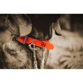 farm_land-farm-land-hunde-halsung-basic-signalorange-602