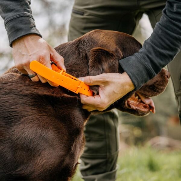 HP&G Hundehalsband – Bild 2