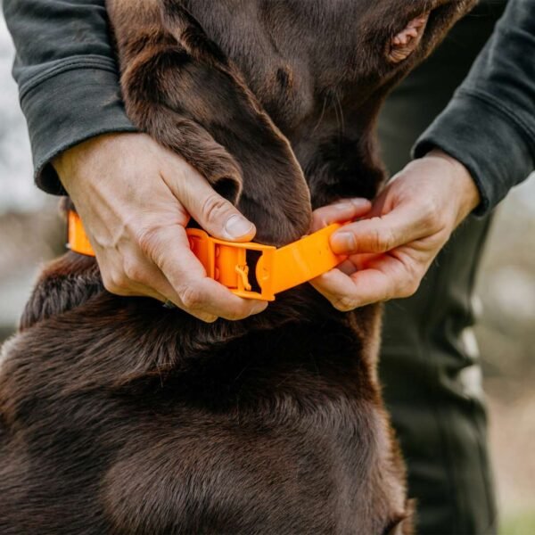 HP&G Hundehalsband – Bild 3
