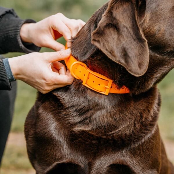 HP&G Hundehalsband – Bild 4
