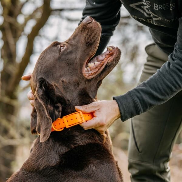 HP&G Hundehalsband – Bild 6