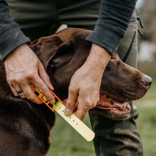 HP&G Hundehalsband – Bild 2