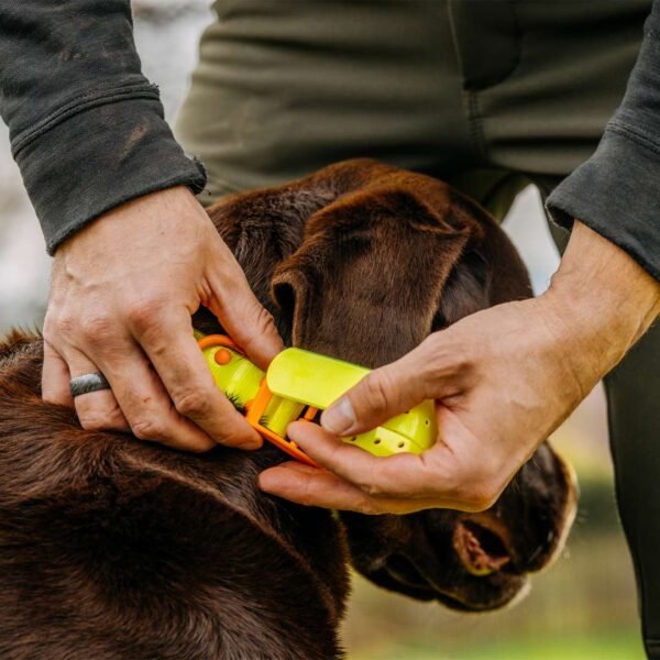 HP&G Hundehalsband – Bild 3
