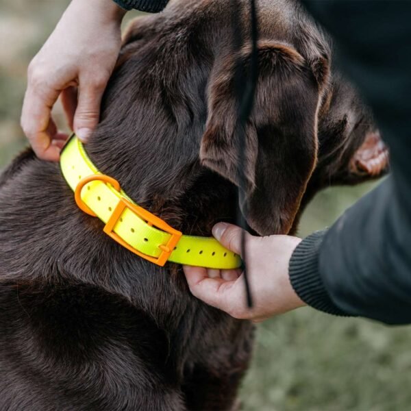HP&G Hundehalsband – Bild 4