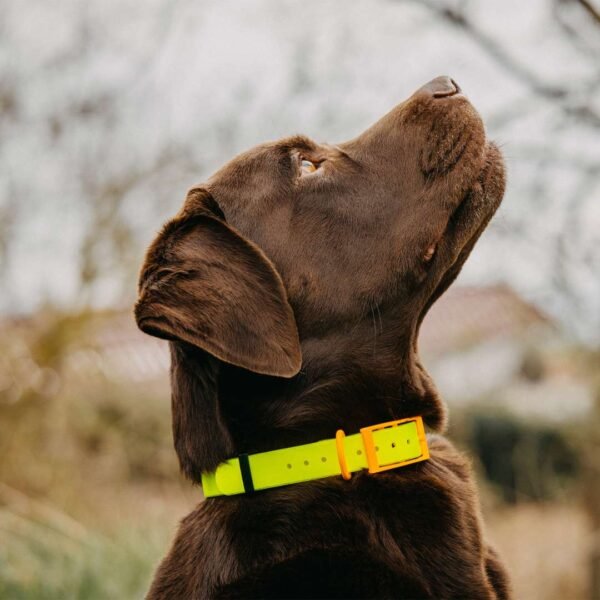 HP&G Hundehalsband – Bild 5