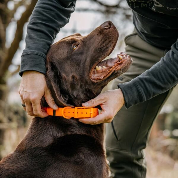 HP&G Hundehalsband – Bild 5